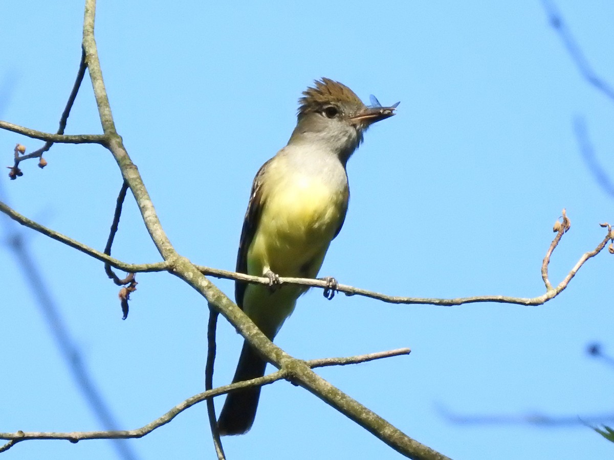 Great Crested Flycatcher - ML620565240