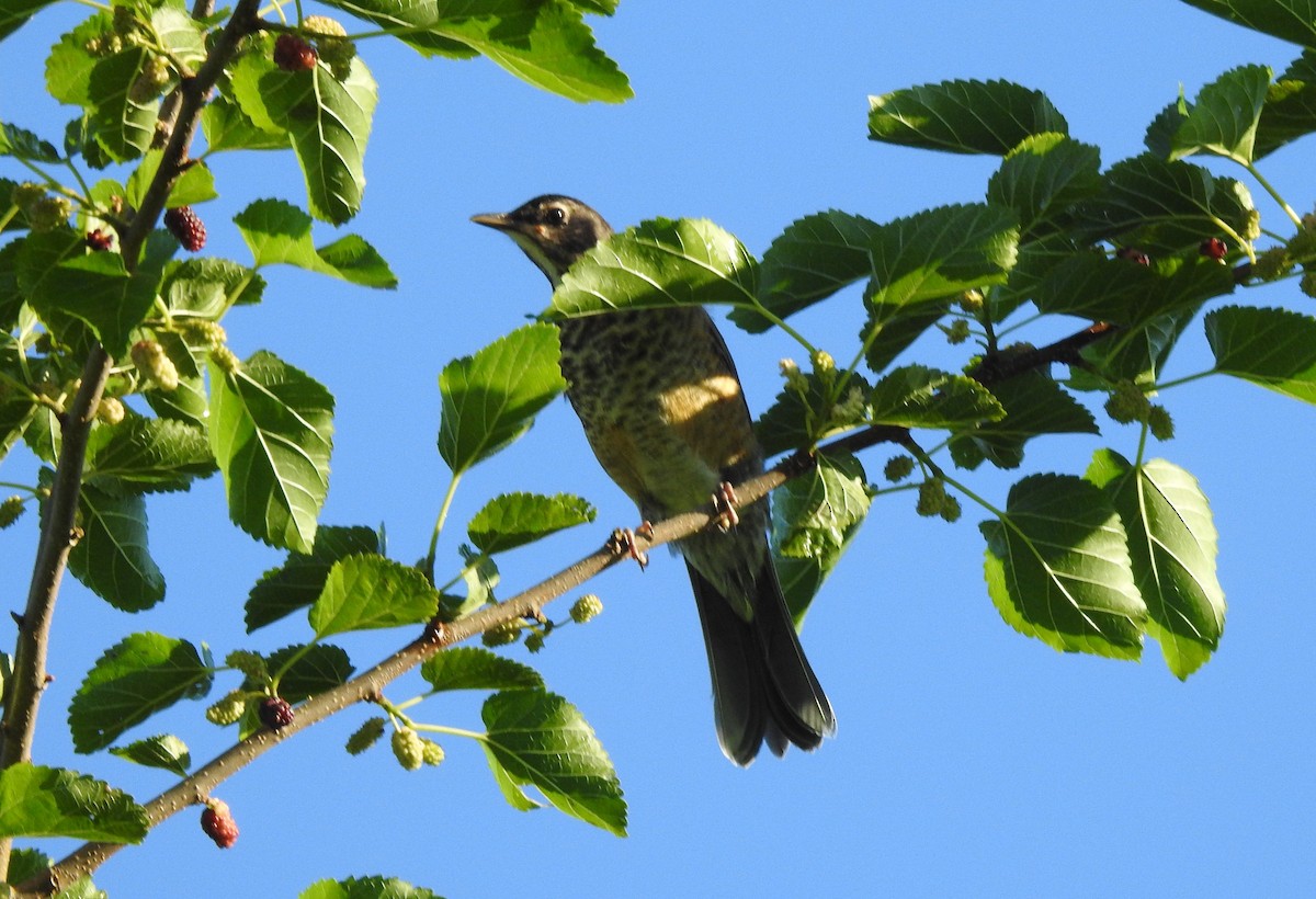 American Robin - ML620565254