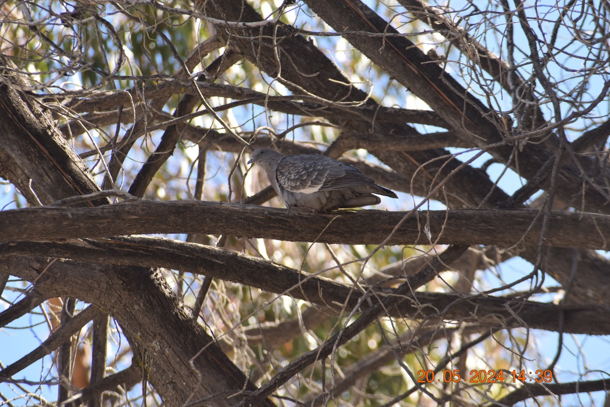 Spot-winged Pigeon - ML620565255