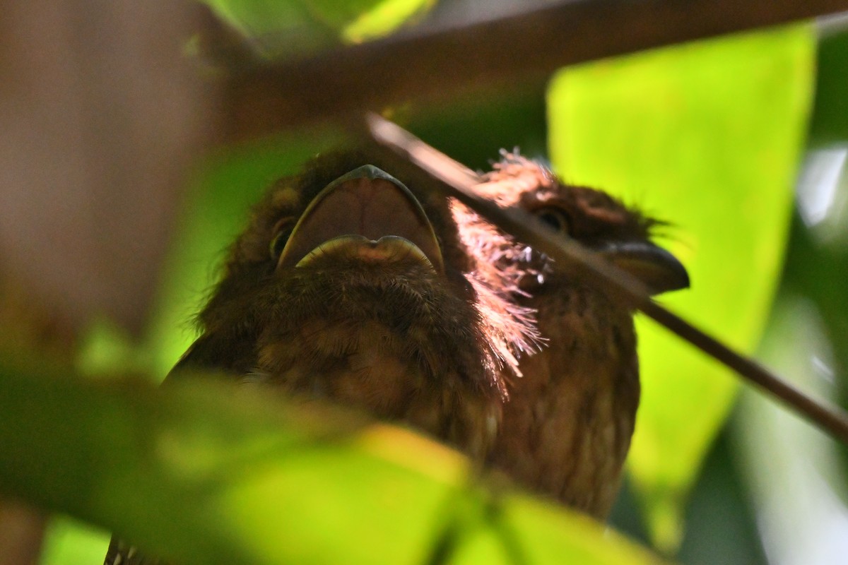 Gould's Frogmouth - ML620565259