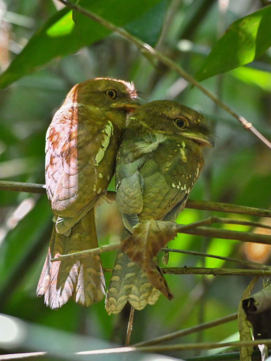Gould's Frogmouth - ML620565260