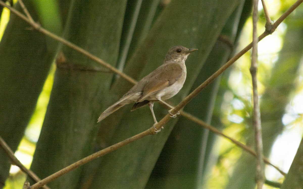 Pale-breasted Thrush - ML620565273