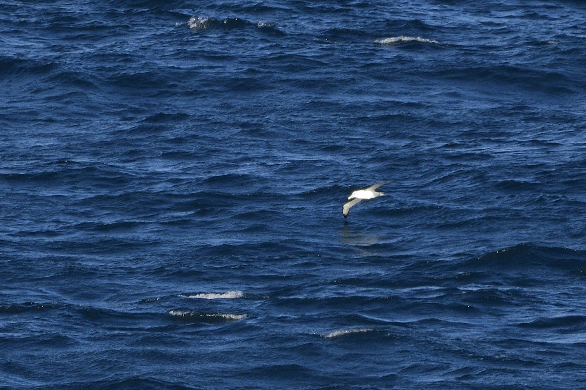 White-capped Albatross - Ken Crawley