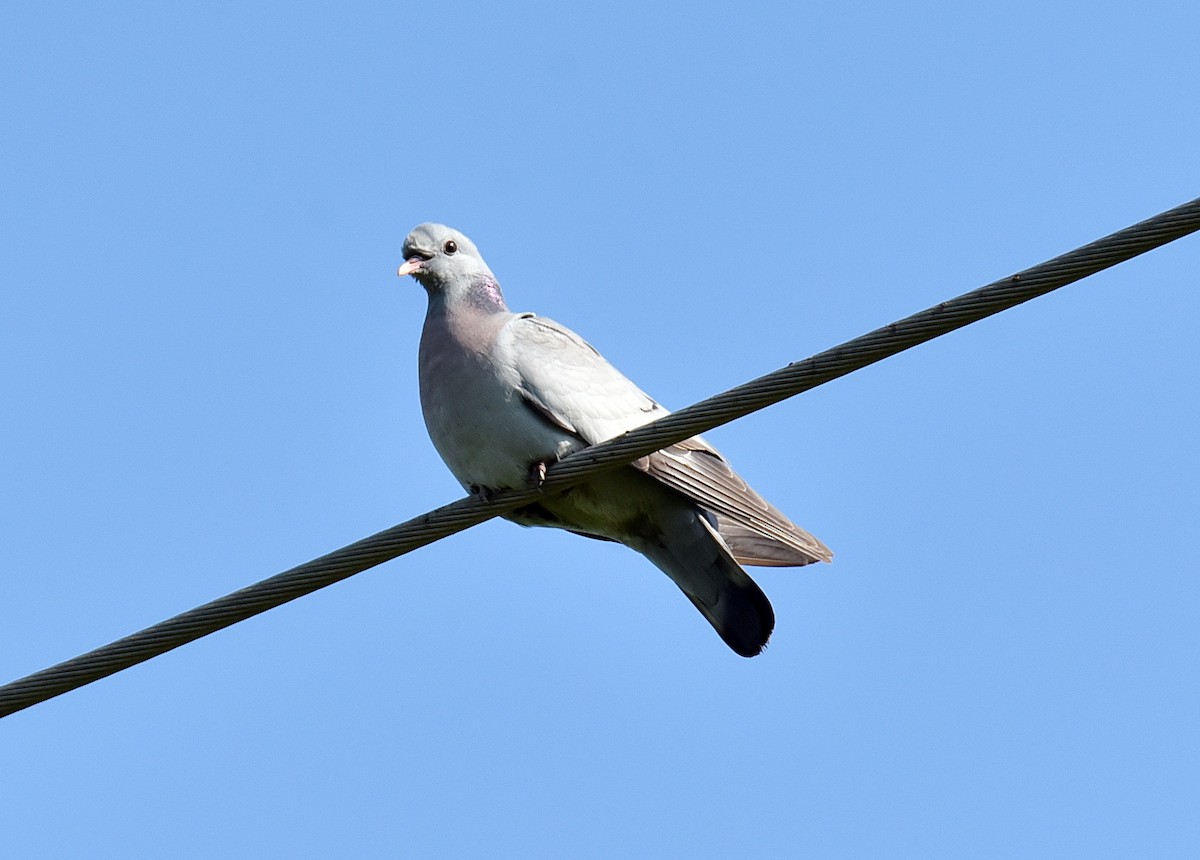 Stock Dove - ML620565279