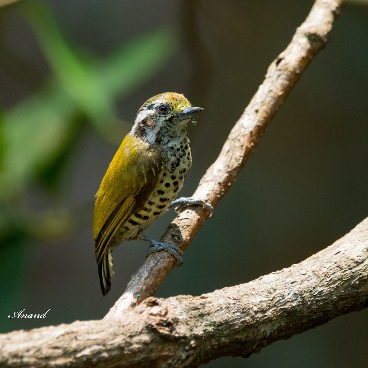 Speckled Piculet - ML620565289