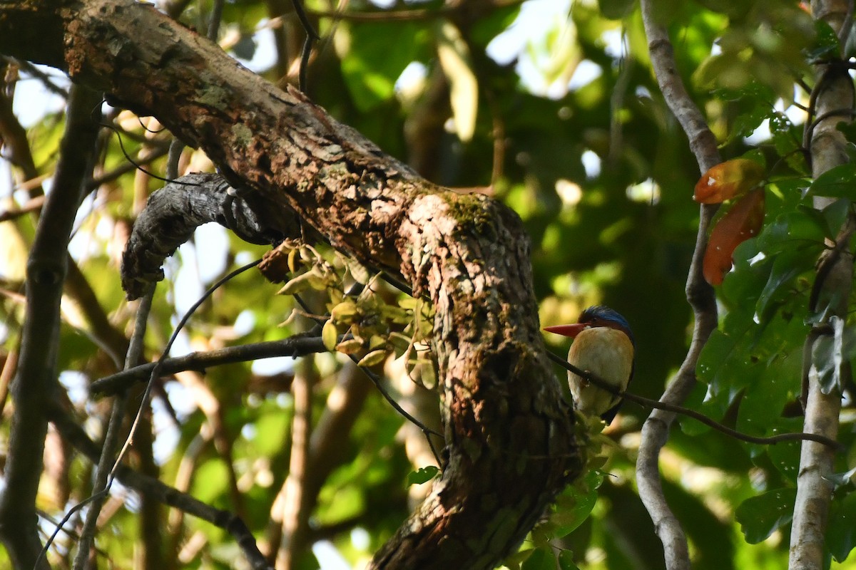 Banded Kingfisher (Banded) - ML620565291