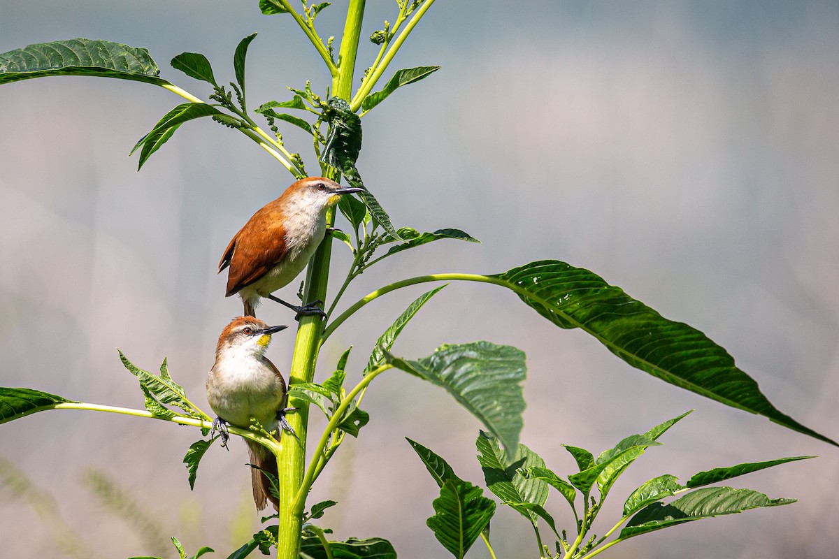 Yellow-chinned Spinetail - ML620565320