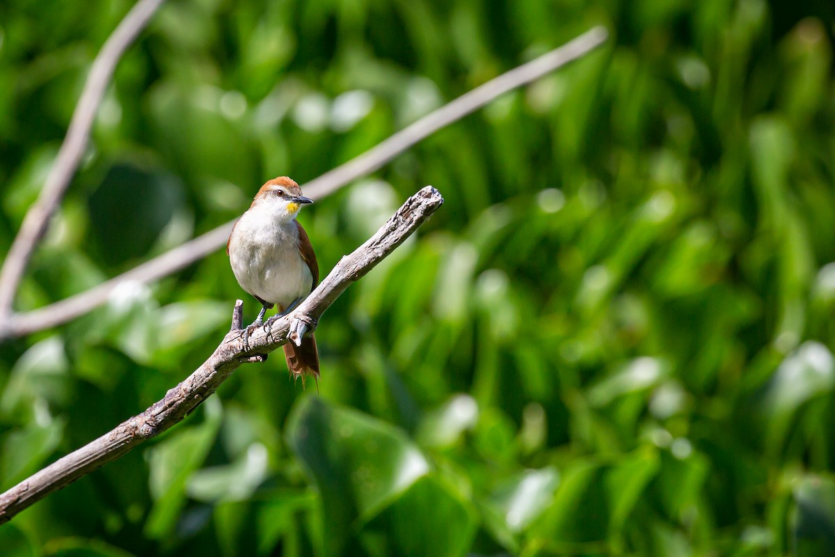 Yellow-chinned Spinetail - ML620565324