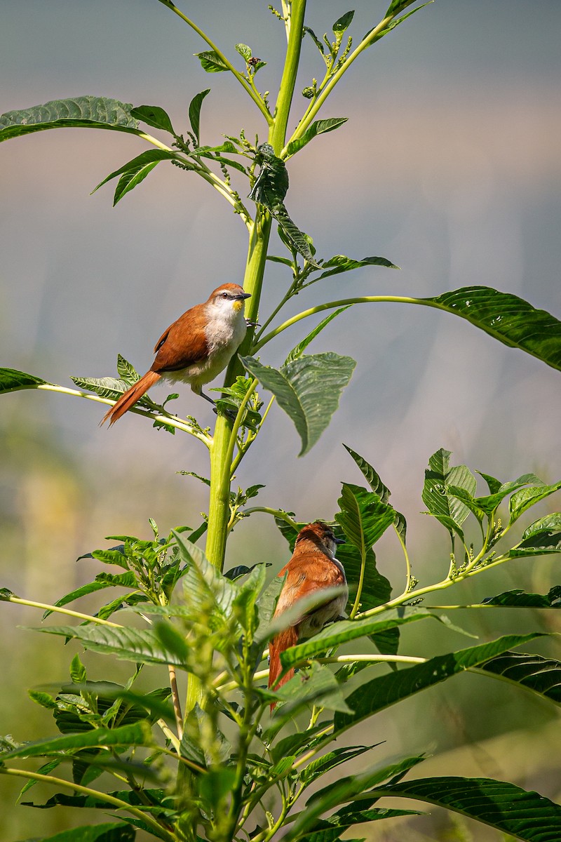 Yellow-chinned Spinetail - ML620565328