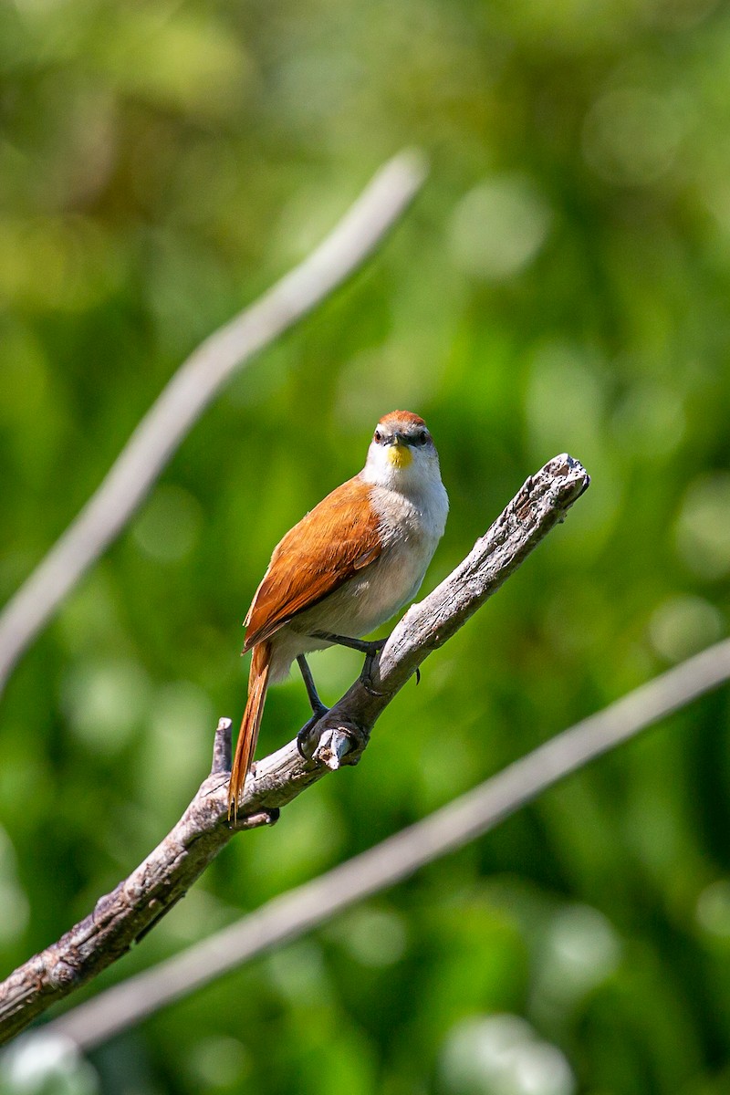 Yellow-chinned Spinetail - ML620565329
