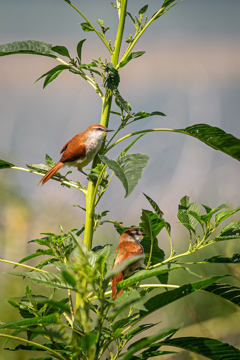 Yellow-chinned Spinetail - ML620565330