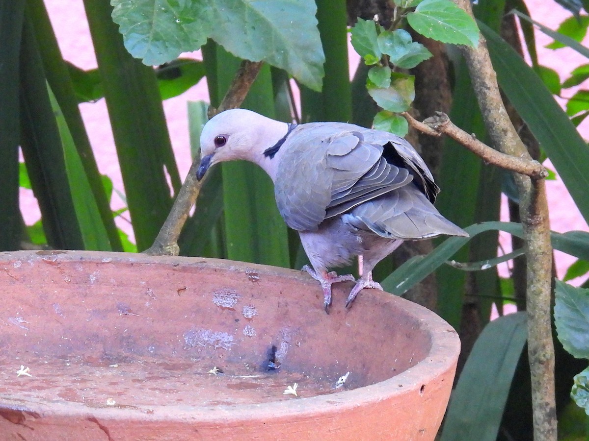Red-eyed Dove - ML620565333
