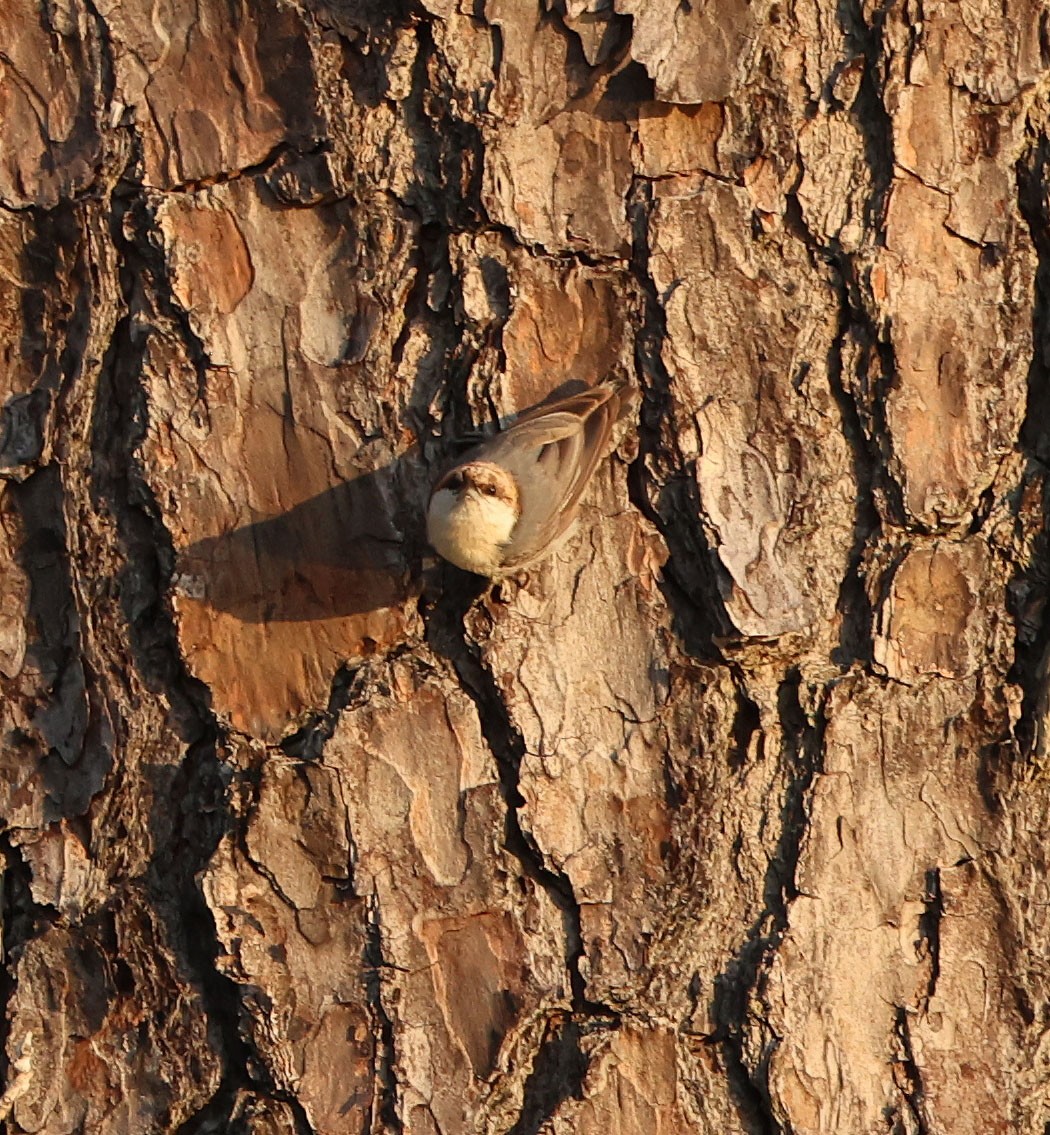Brown-headed Nuthatch - ML620565347