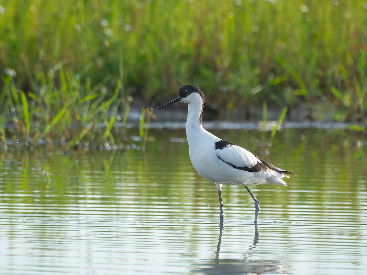 Avocette élégante - ML620565355