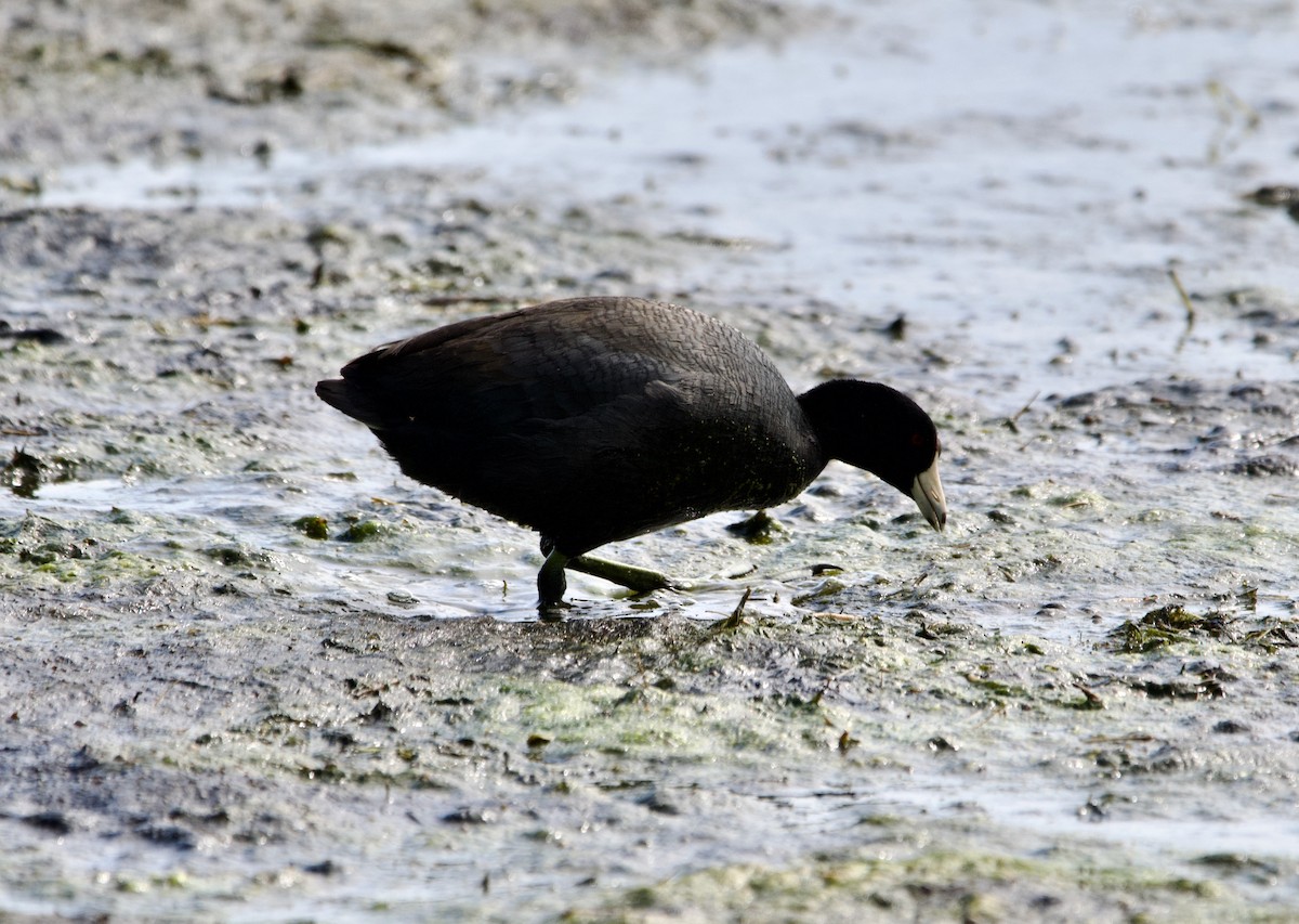 American Coot - ML620565361