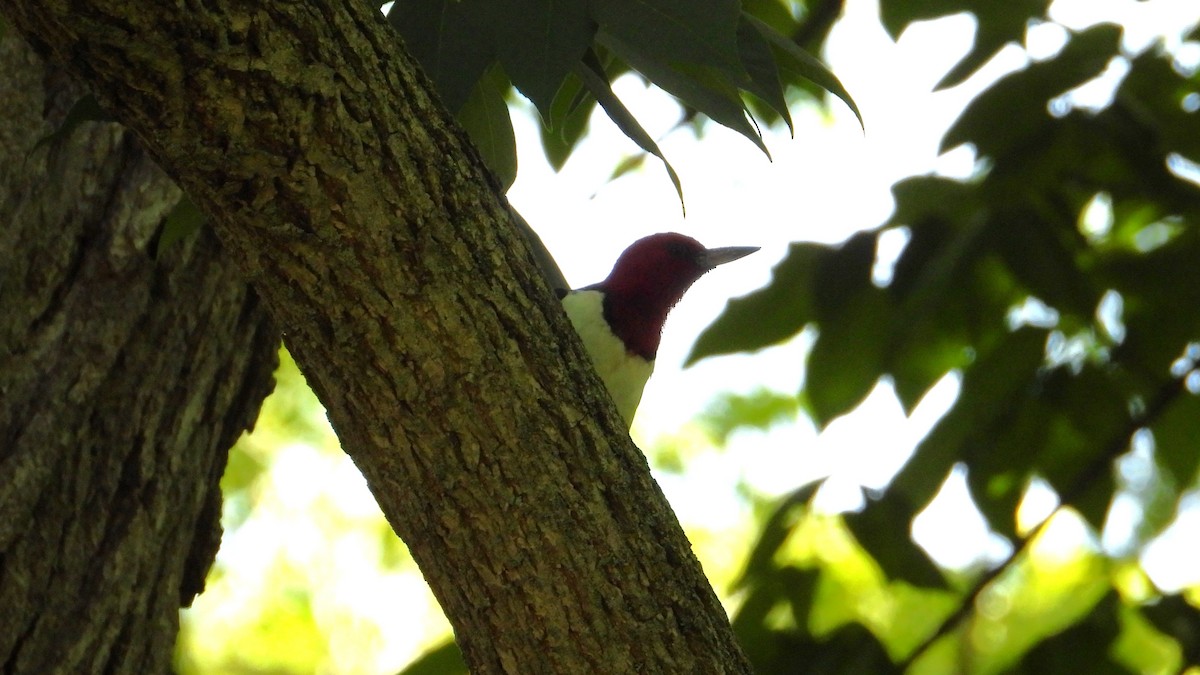Red-headed Woodpecker - ML620565391
