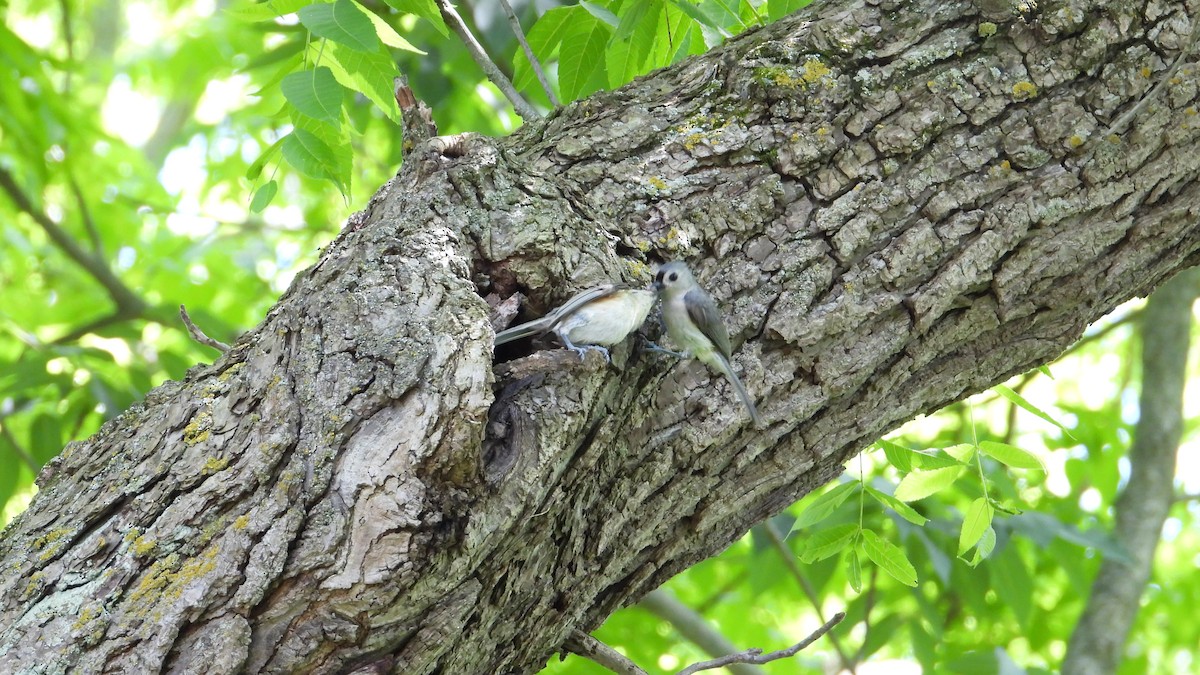 Tufted Titmouse - ML620565394