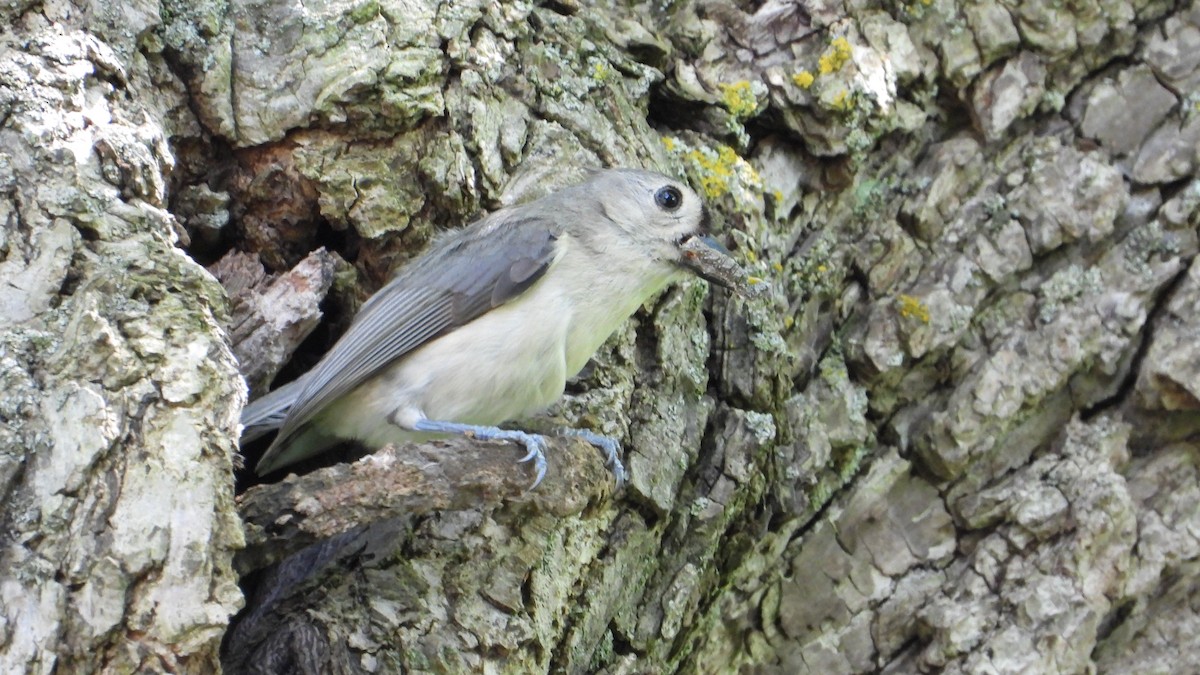 Tufted Titmouse - ML620565395