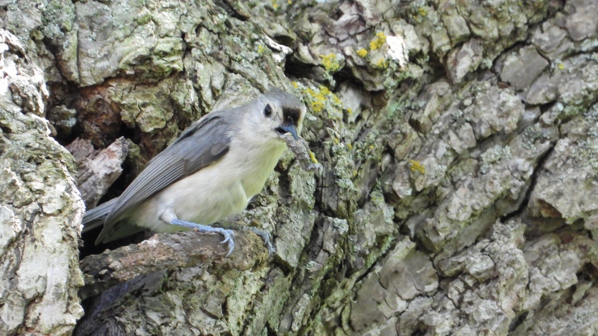 Tufted Titmouse - ML620565396