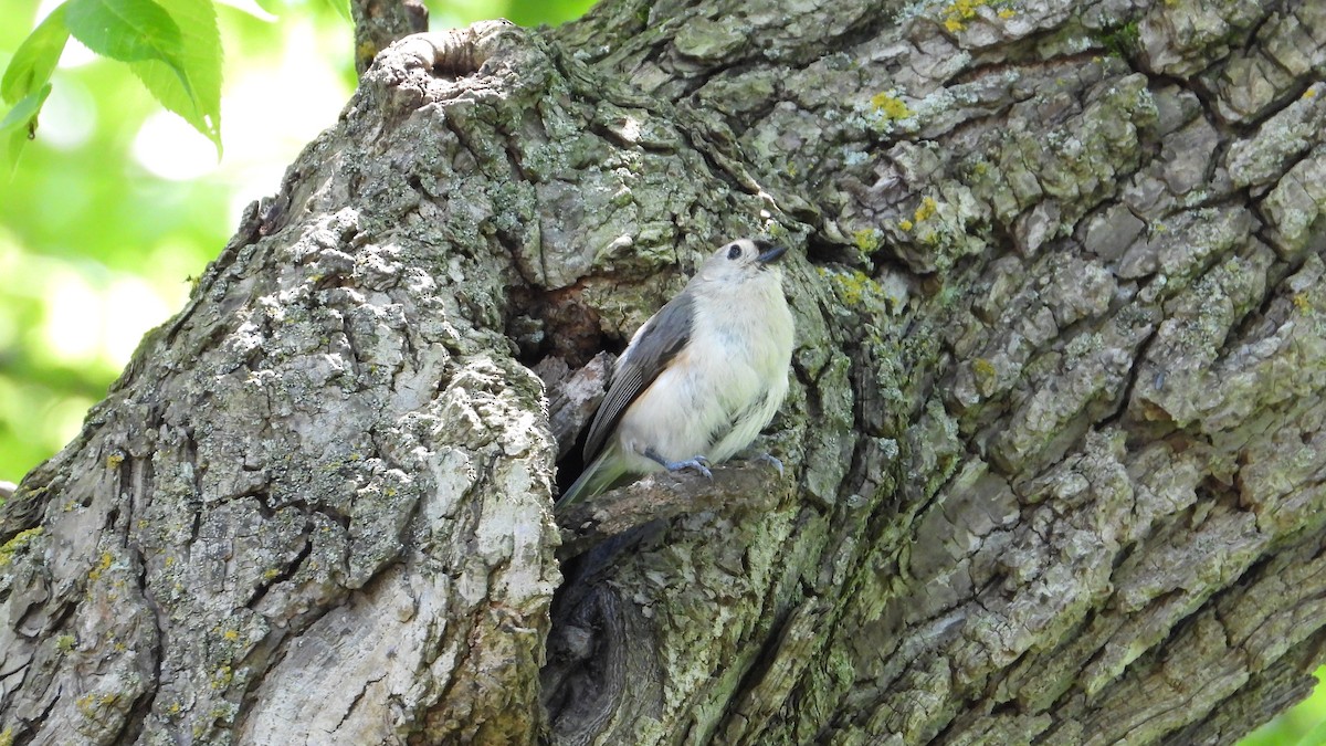 Tufted Titmouse - ML620565397