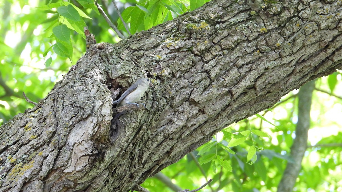 Tufted Titmouse - Dan J. MacNeal