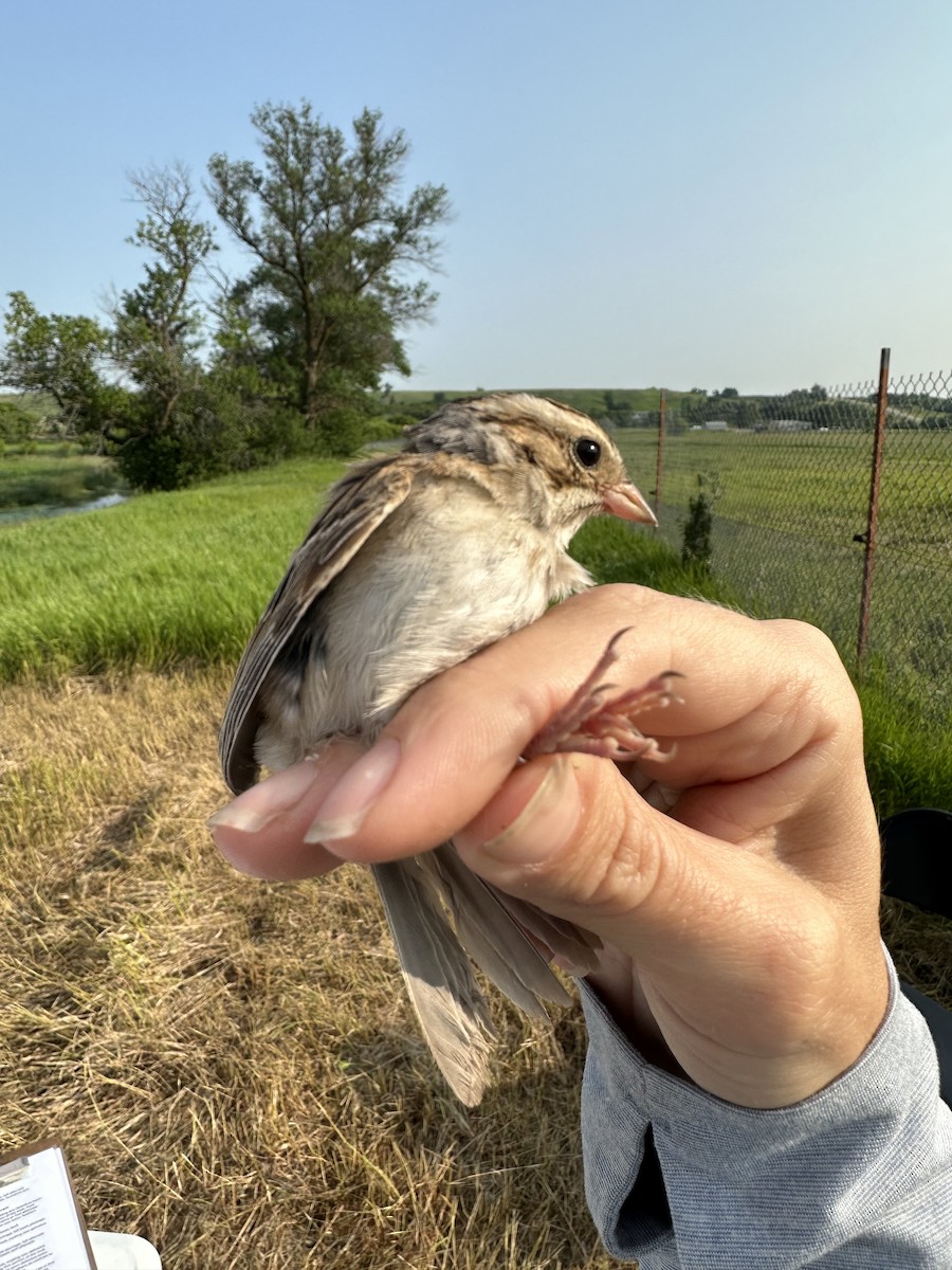 Clay-colored Sparrow - ML620565401