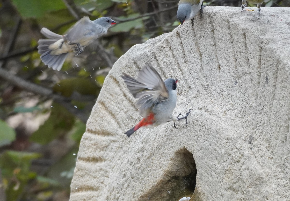 Swee Waxbill - Sarah Foote