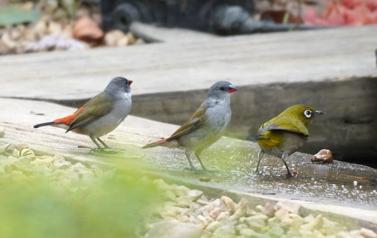 Swee Waxbill - ML620565422