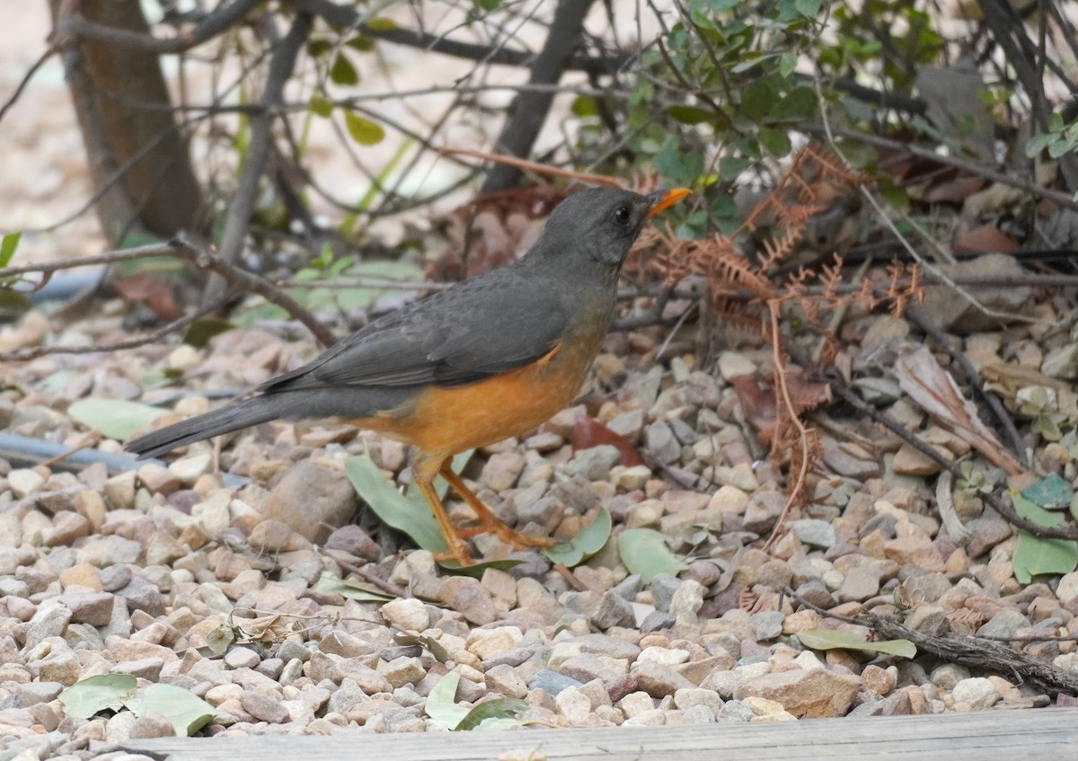 Olive Thrush - ML620565426