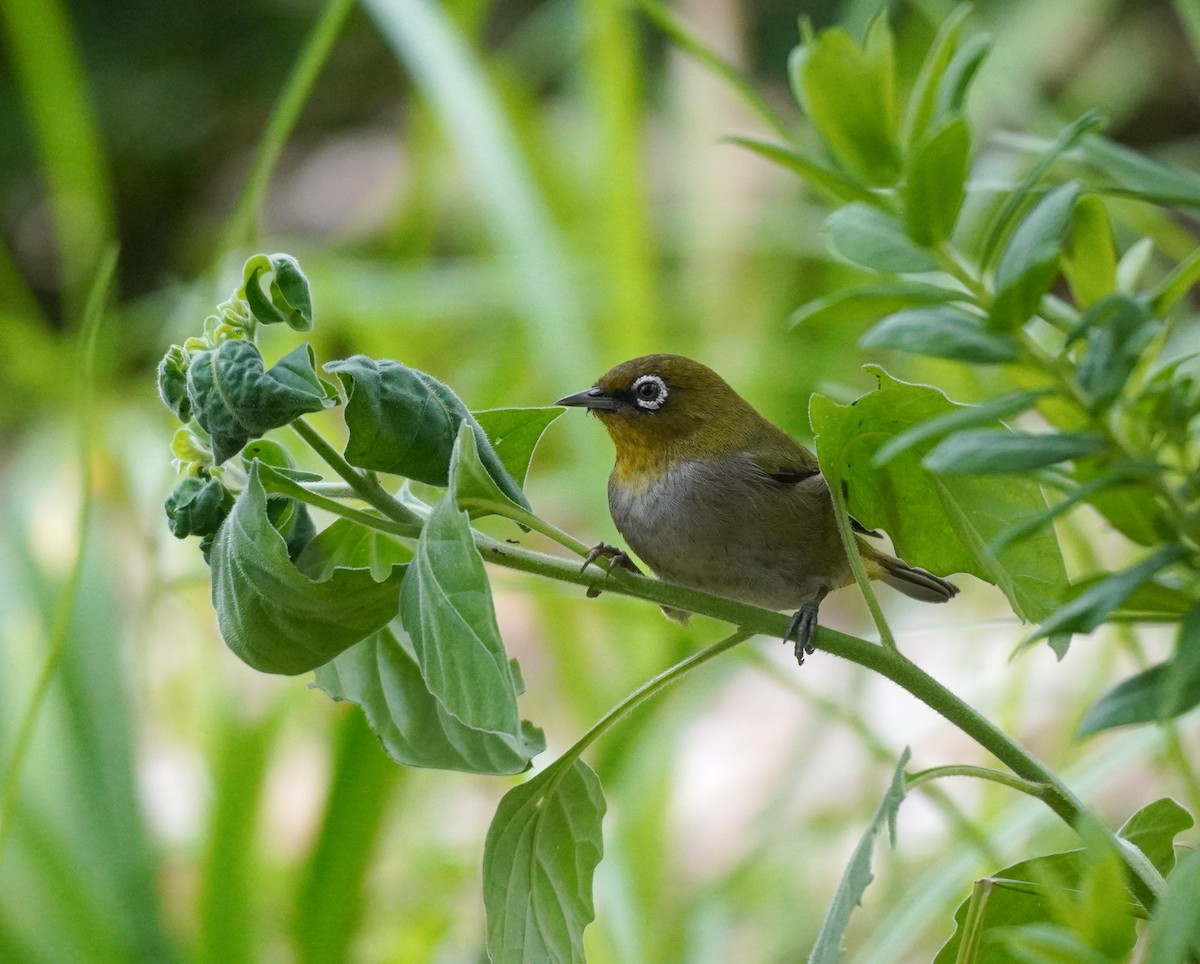 Cape White-eye - ML620565429