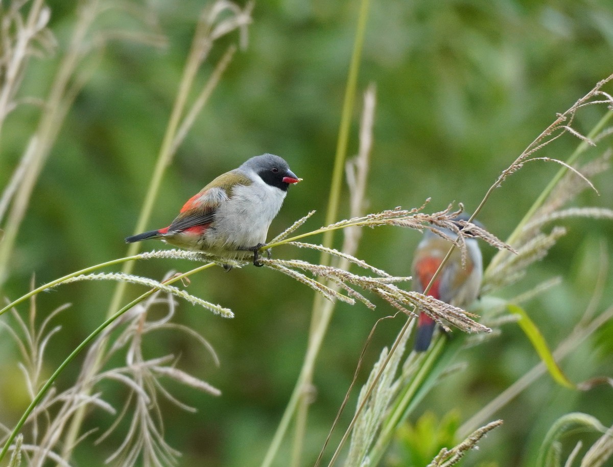 Swee Waxbill - ML620565430