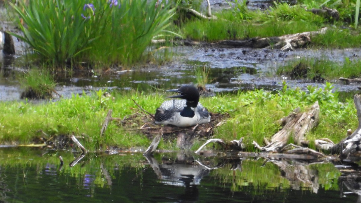 Plongeon huard - ML620565431