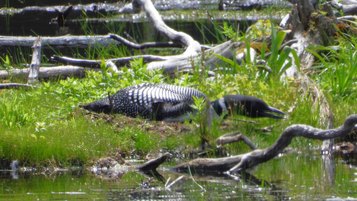 Common Loon - ML620565432