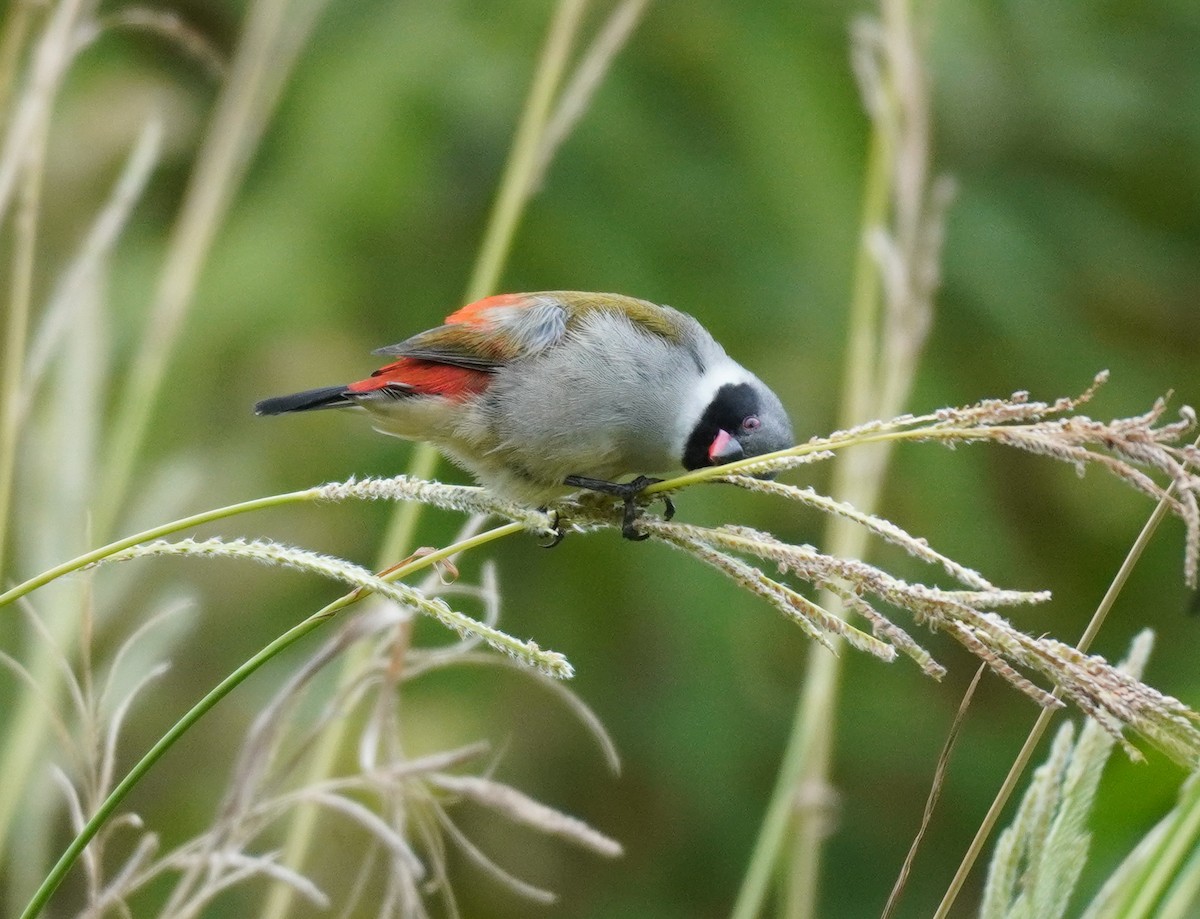 Swee Waxbill - ML620565433