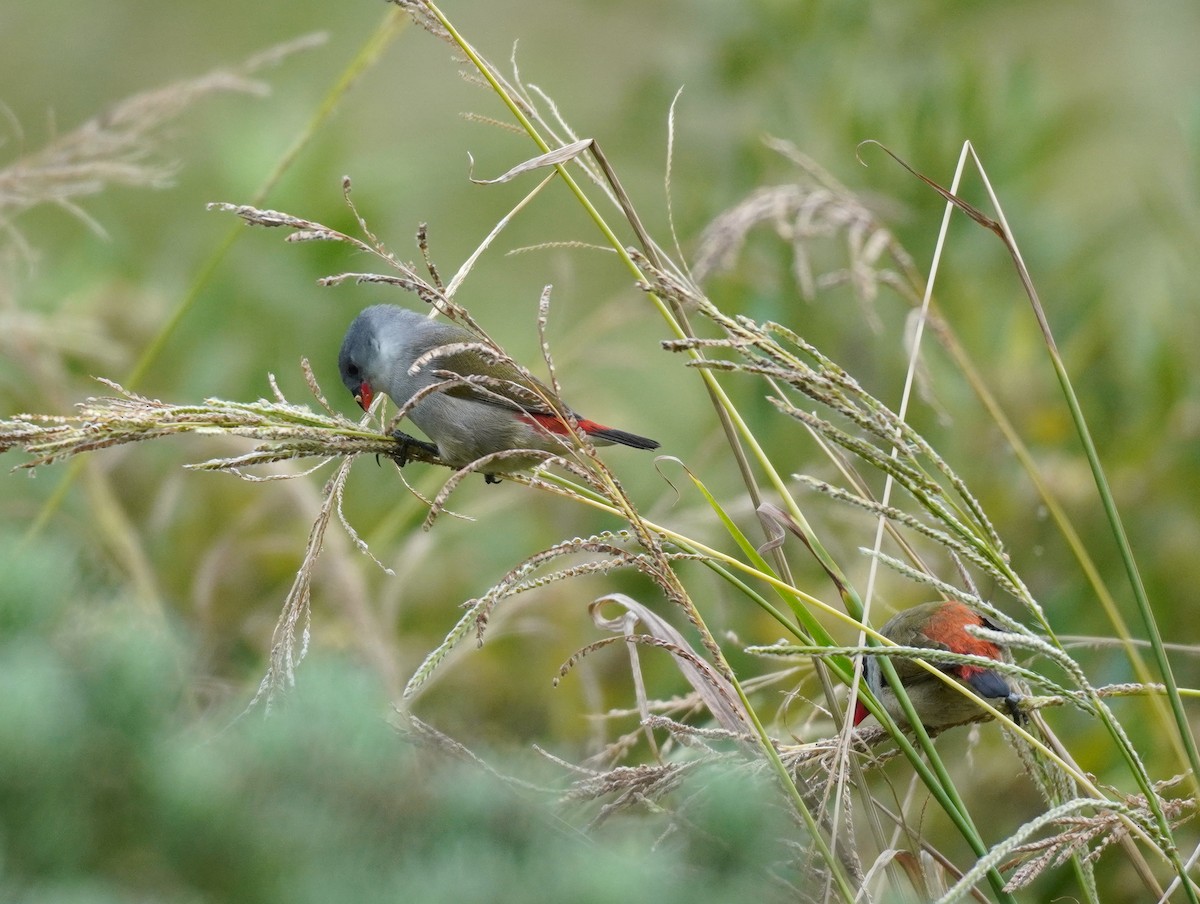 Swee Waxbill - ML620565435