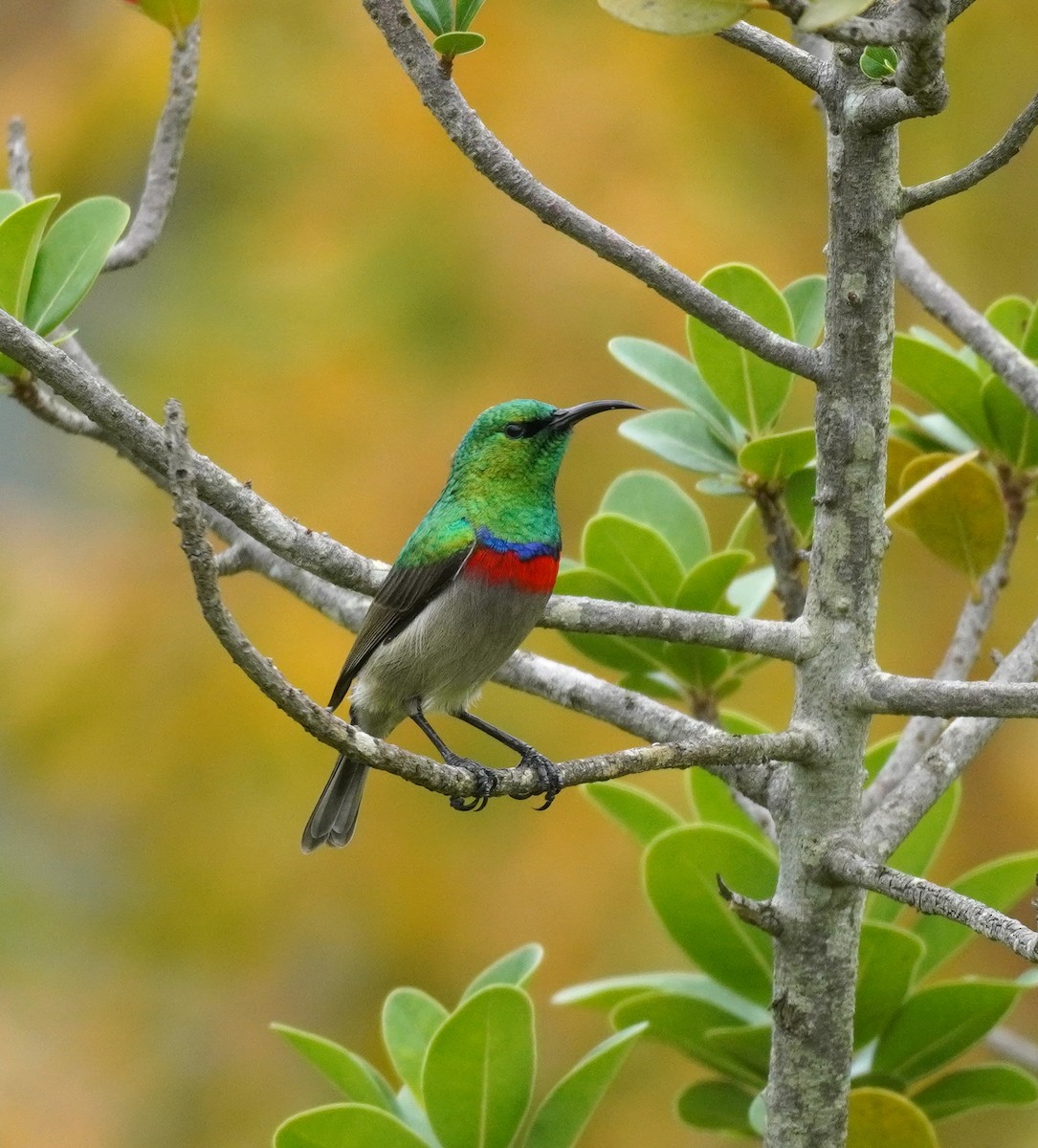 Southern Double-collared Sunbird - ML620565468