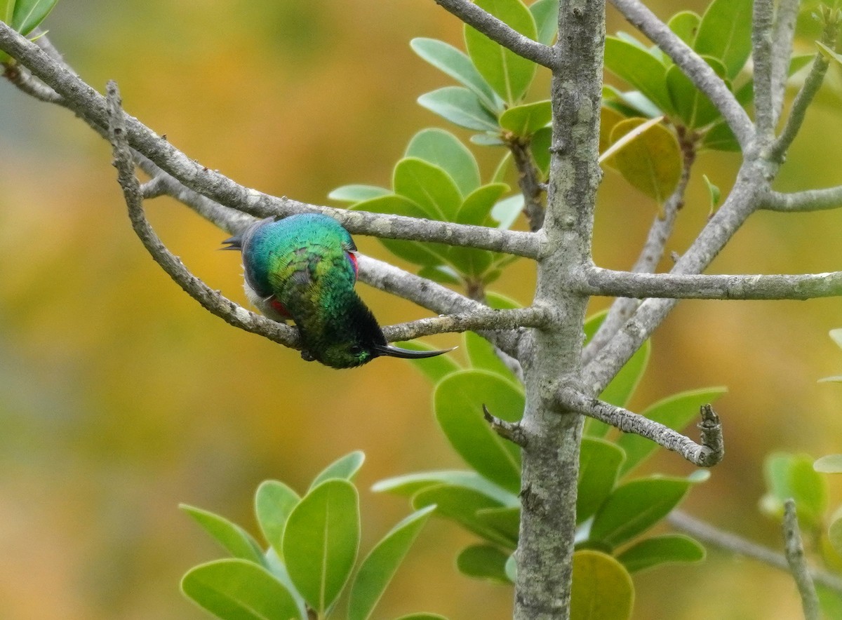 Southern Double-collared Sunbird - ML620565469
