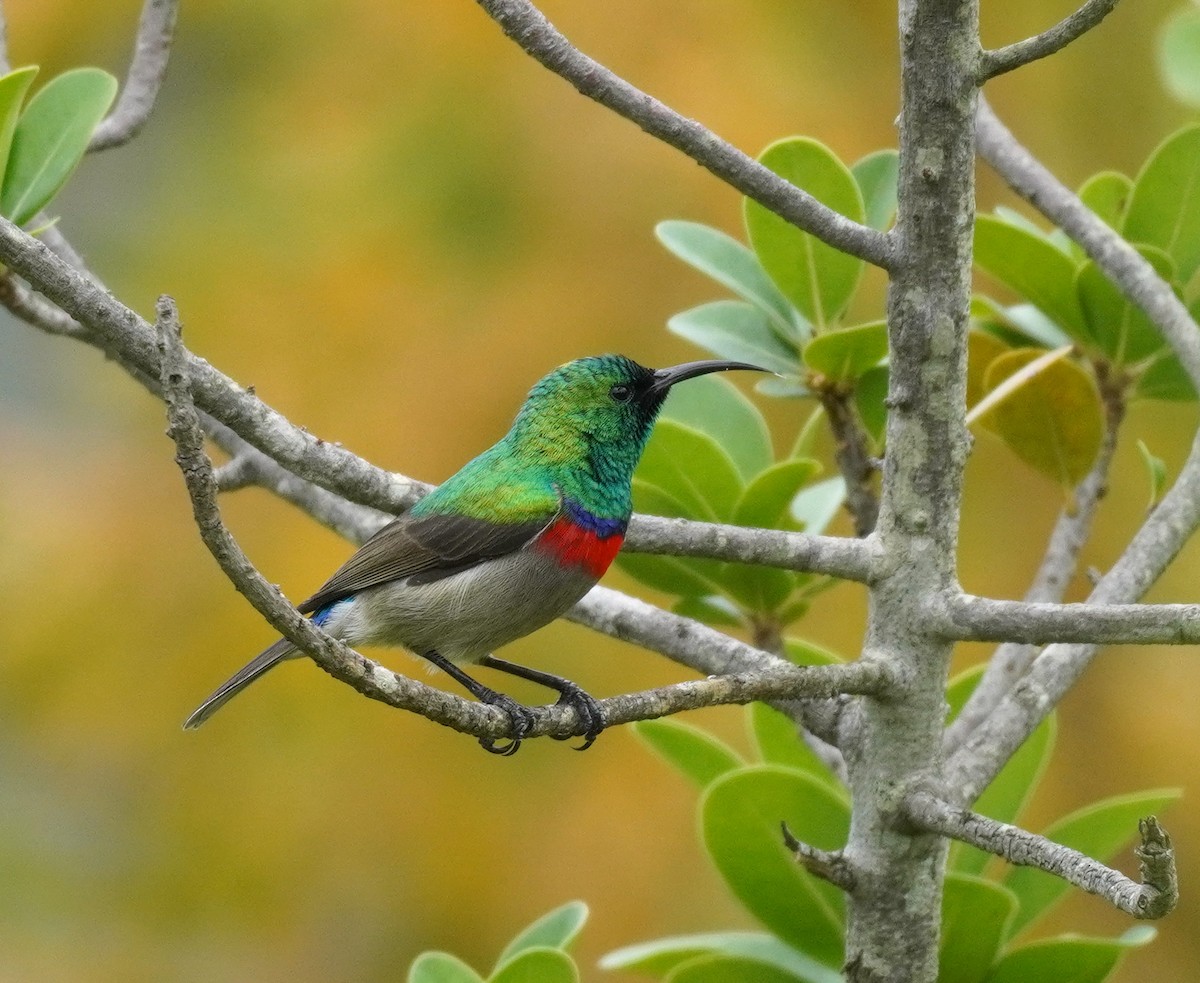 Southern Double-collared Sunbird - ML620565470