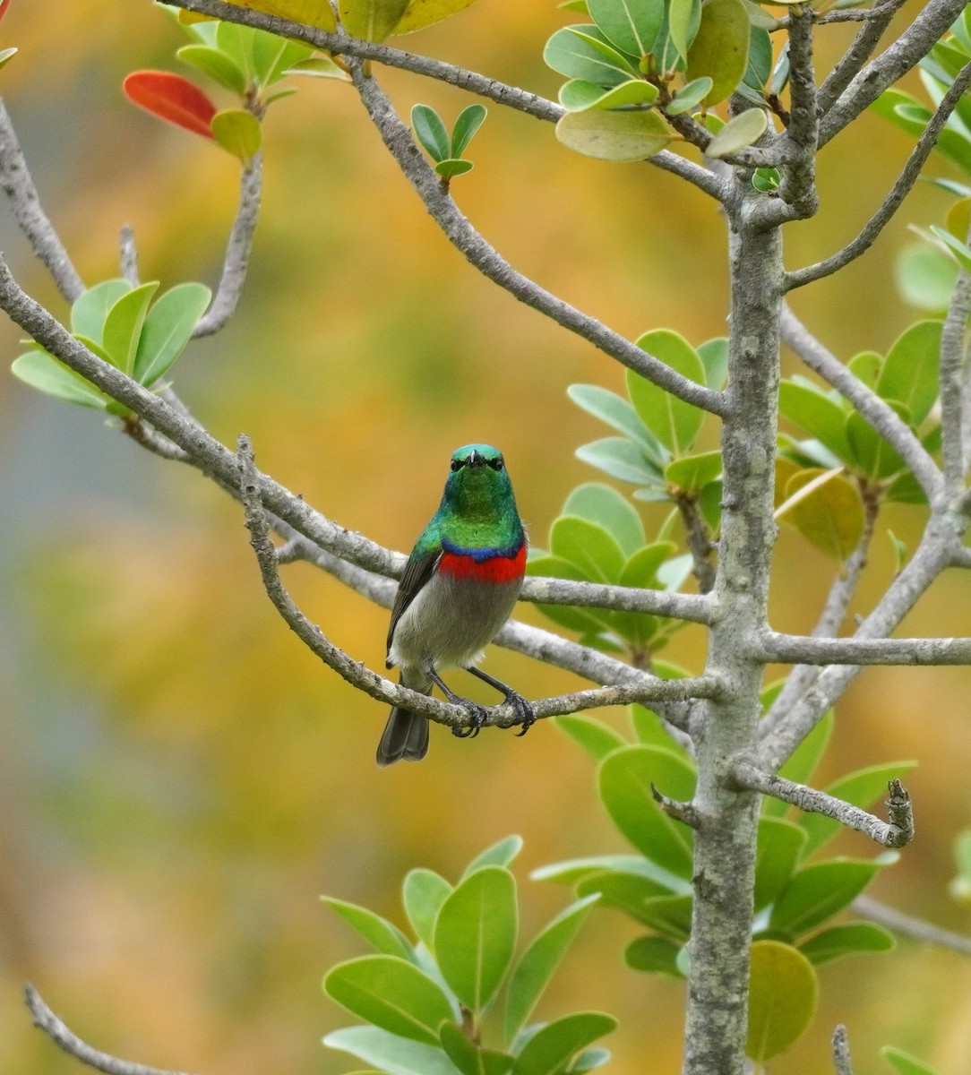 Southern Double-collared Sunbird - ML620565473