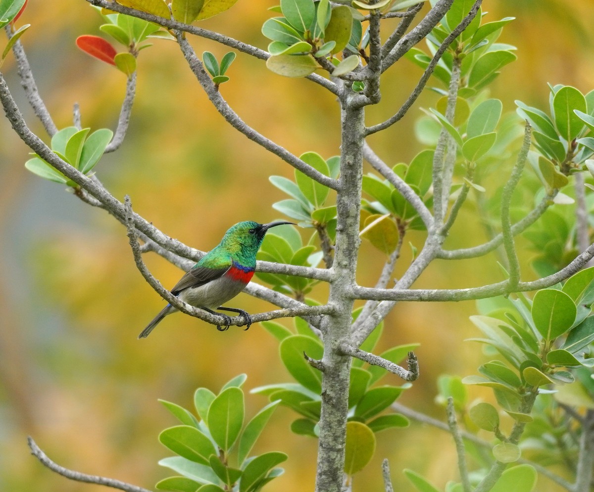 Southern Double-collared Sunbird - ML620565475