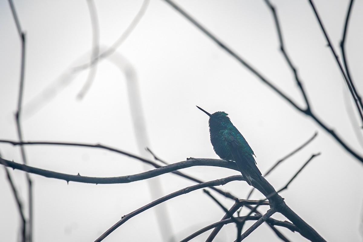 kolibřík modroocasý - ML620565476