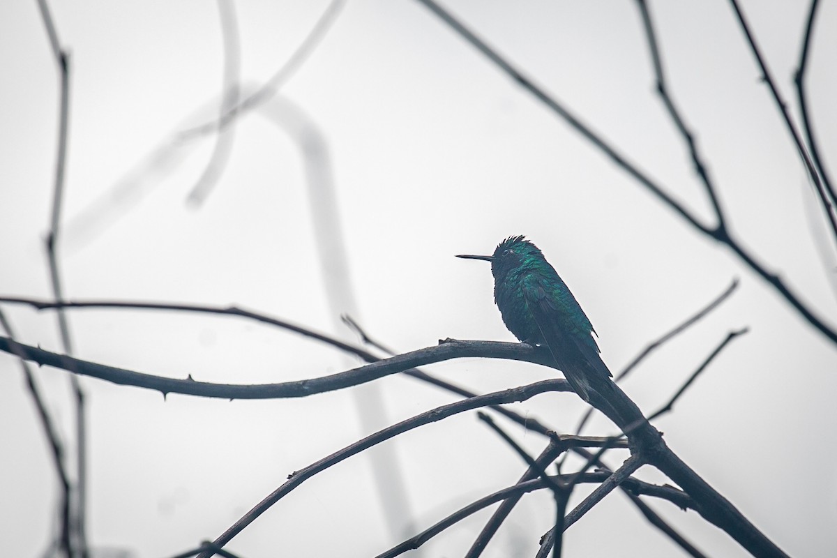 kolibřík modroocasý - ML620565477