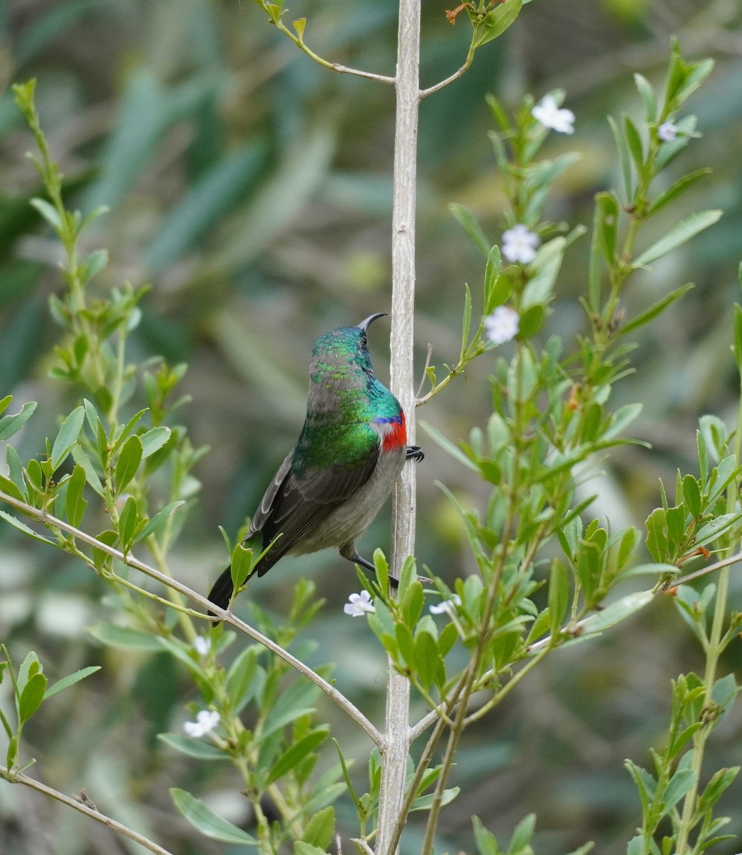 Southern Double-collared Sunbird - ML620565482