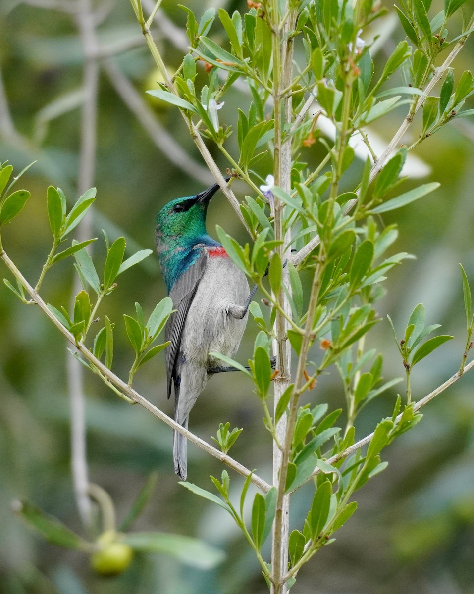 Southern Double-collared Sunbird - ML620565483