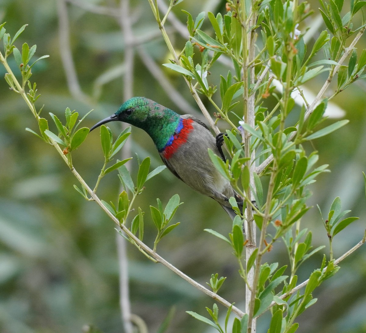 Southern Double-collared Sunbird - ML620565484