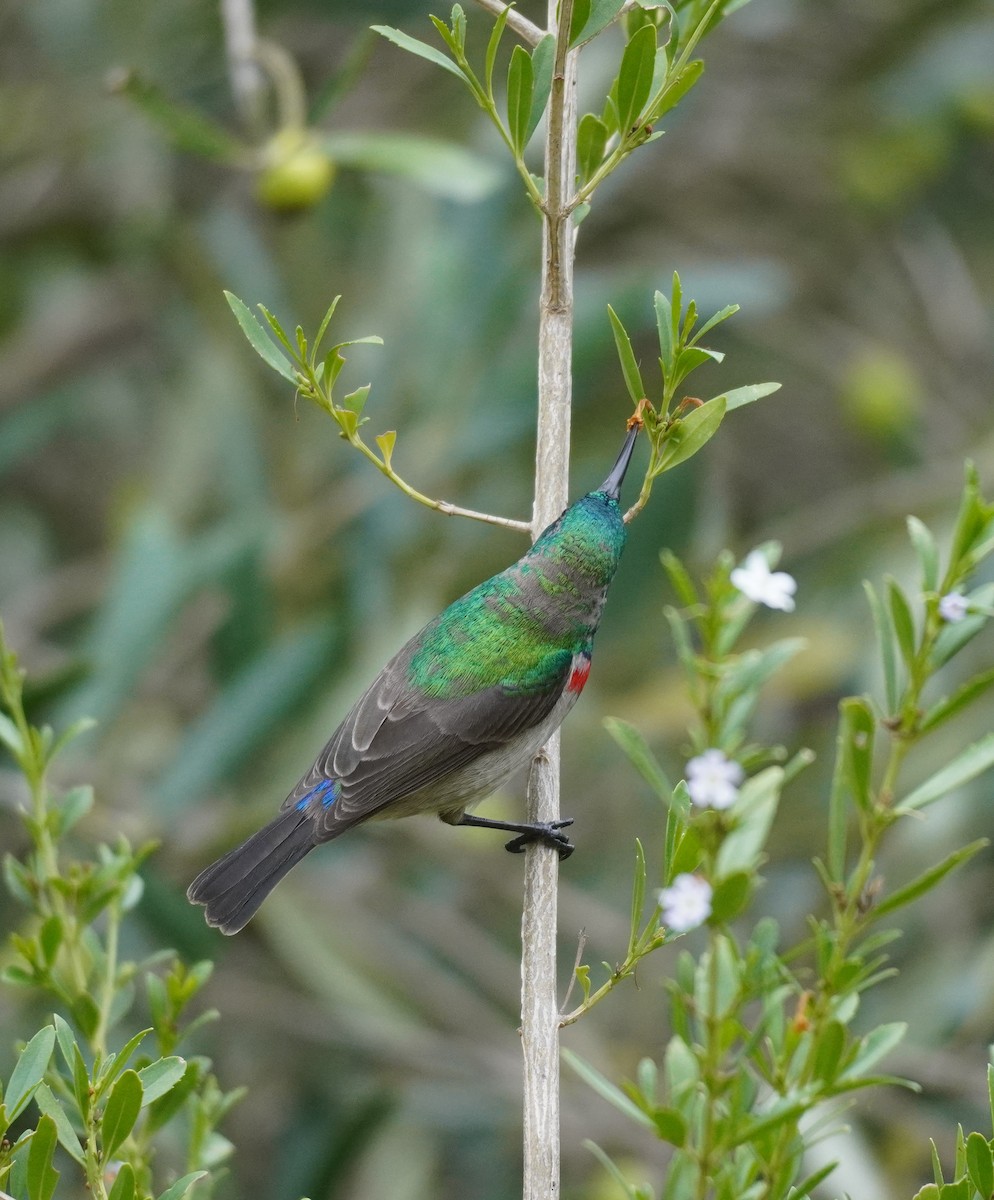 Southern Double-collared Sunbird - ML620565485