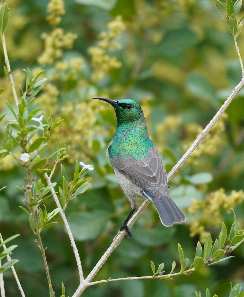 Southern Double-collared Sunbird - ML620565486