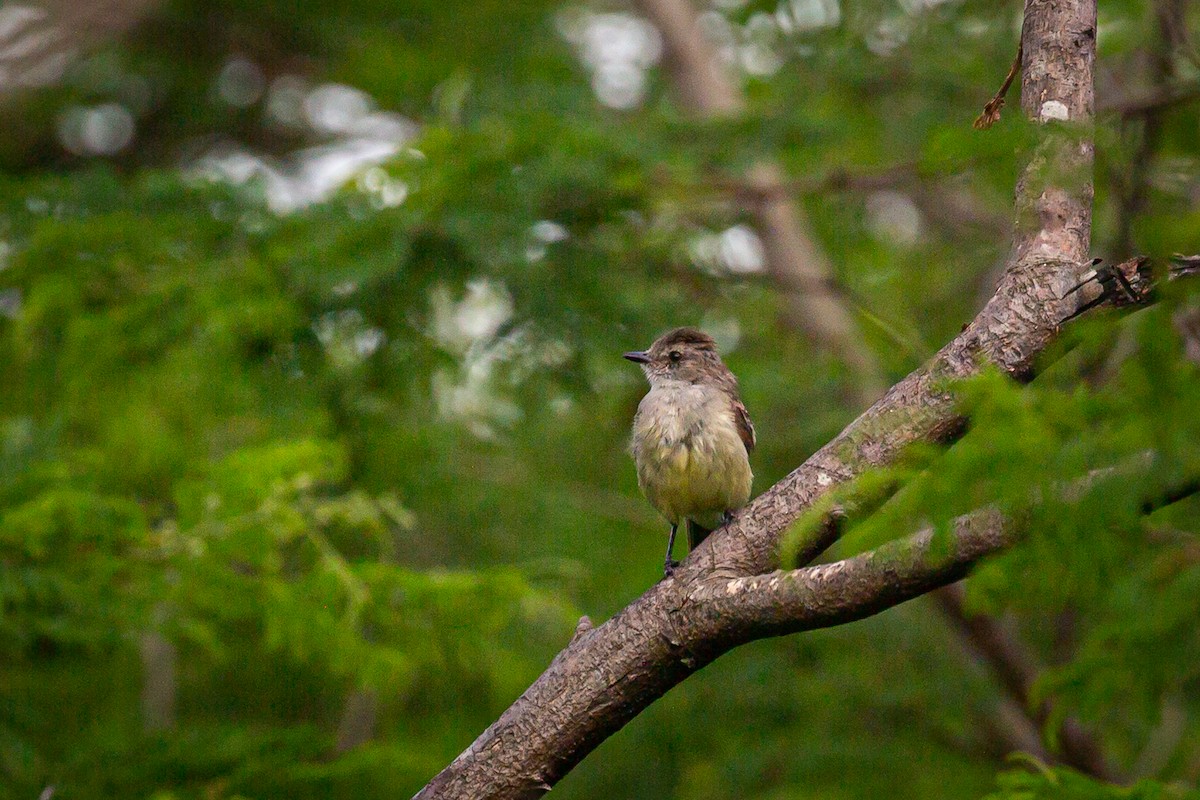 Northern Scrub-Flycatcher - ML620565487