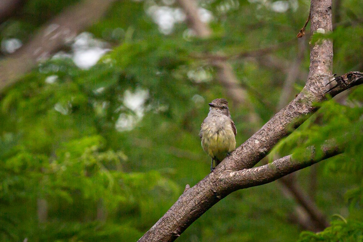 Northern Scrub-Flycatcher - ML620565488