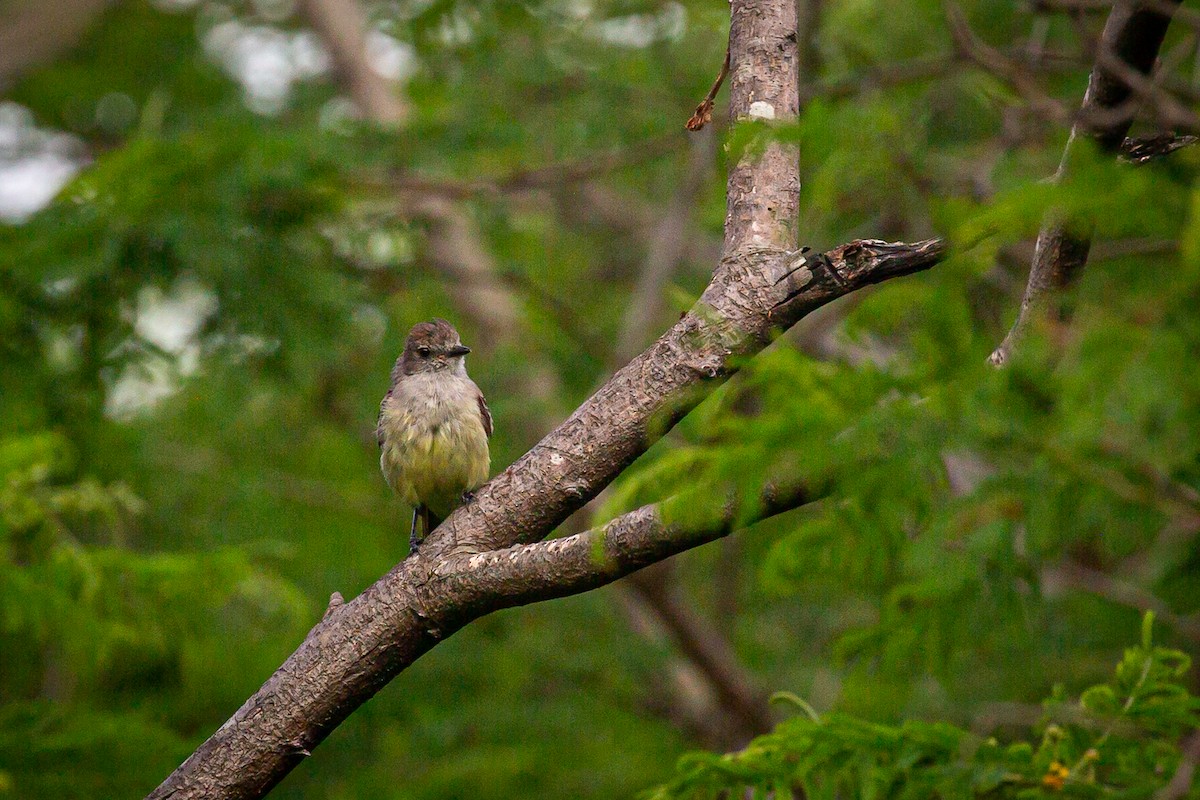 Northern Scrub-Flycatcher - ML620565489